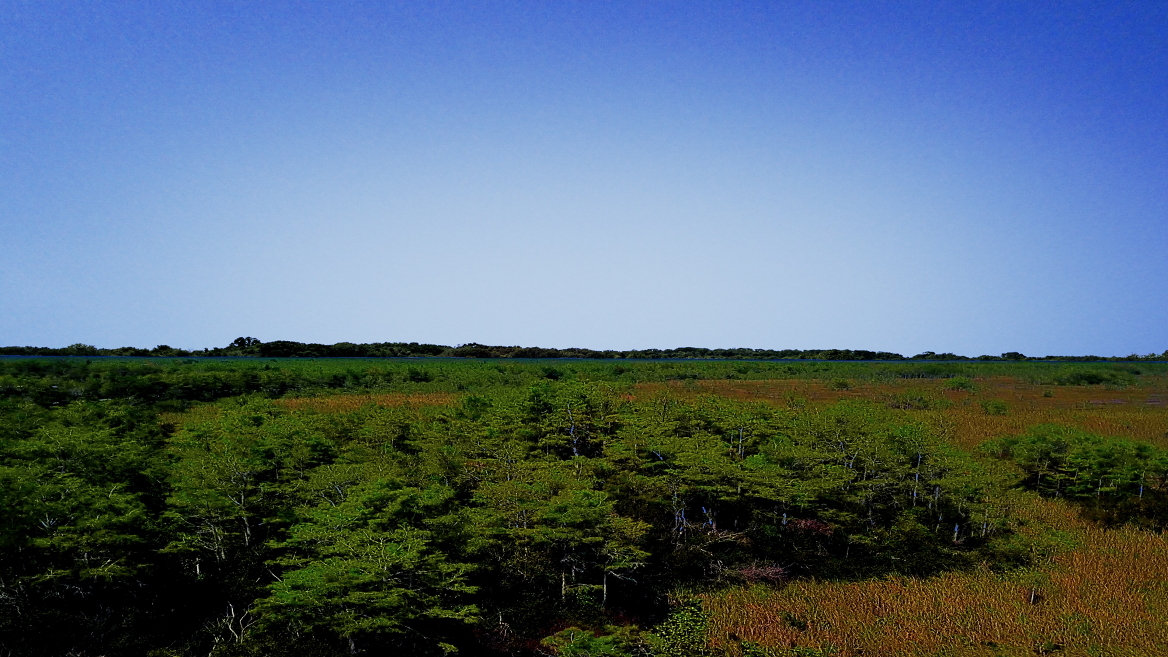 The Everglades A Decomposers Paradise And Why It Matters - u7a53yk