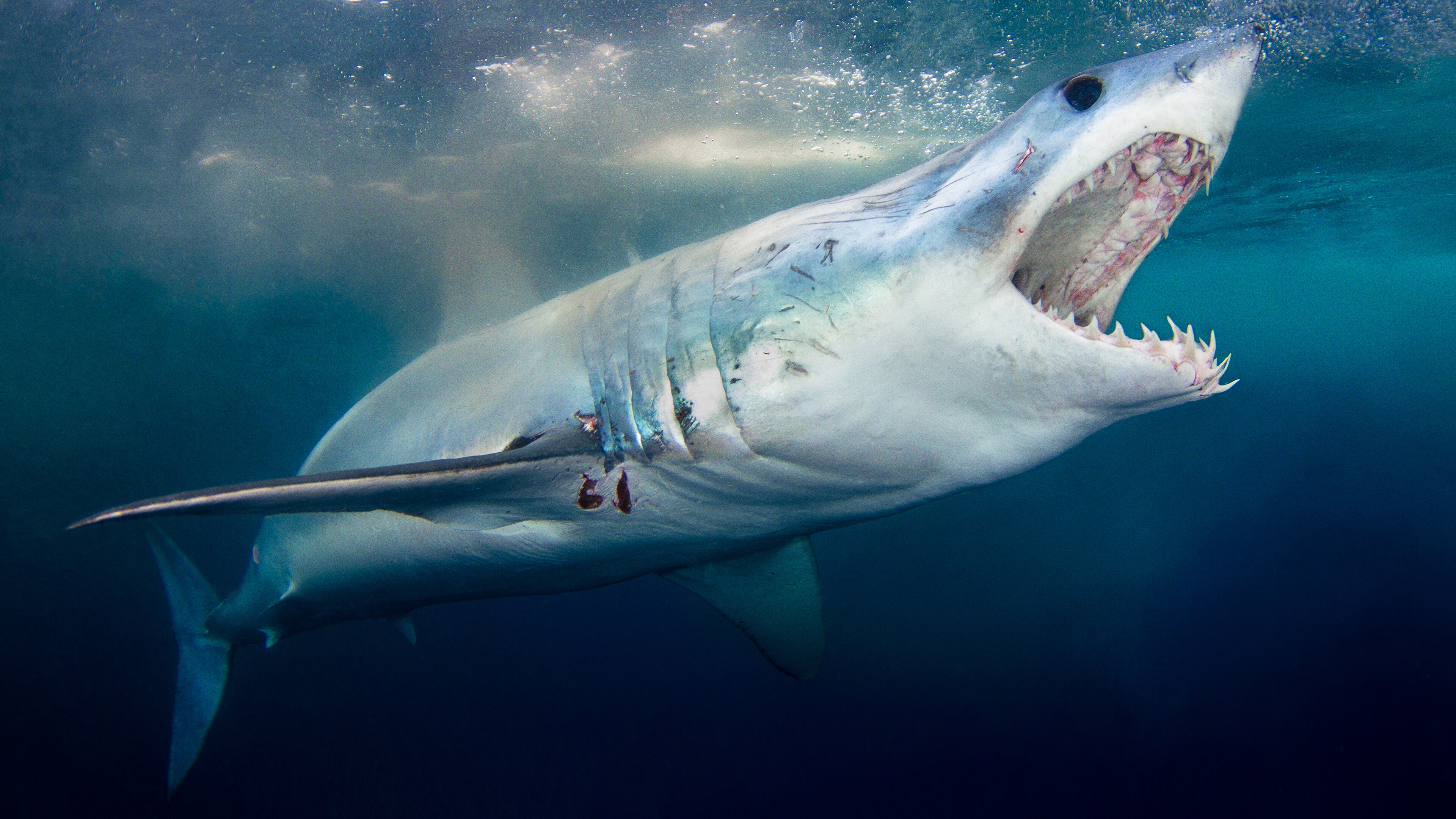Watch When Sharks Attack on National Geographic